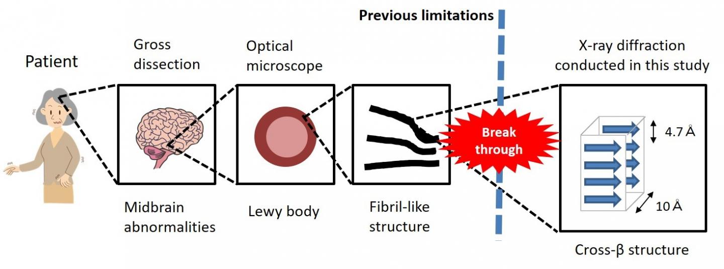 Cross-beta and fibril structure of amyloid fibrils (A) in the