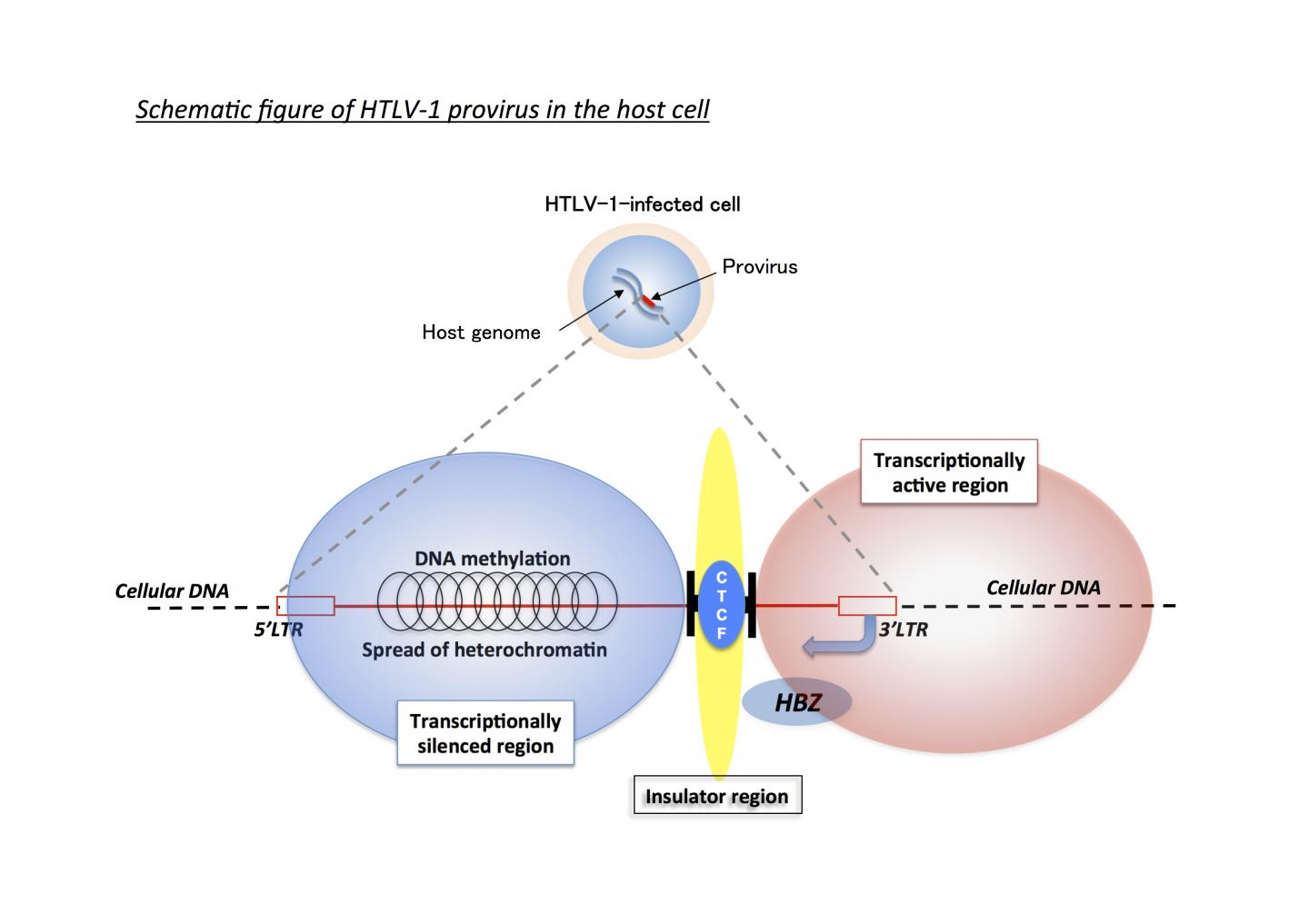 HTLV-1 Provirus in the Host Cell