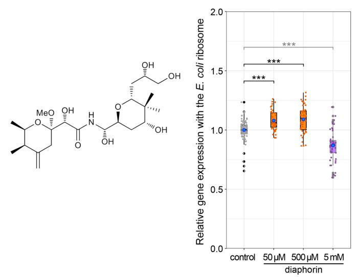 Addition of diaphorin (left) at concentrations ranging from 50 to 500 µM improves the activity of the E. coli-derived in vitro protein synthesis system (right).