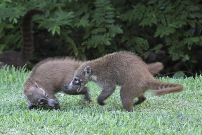 Coatimundi
