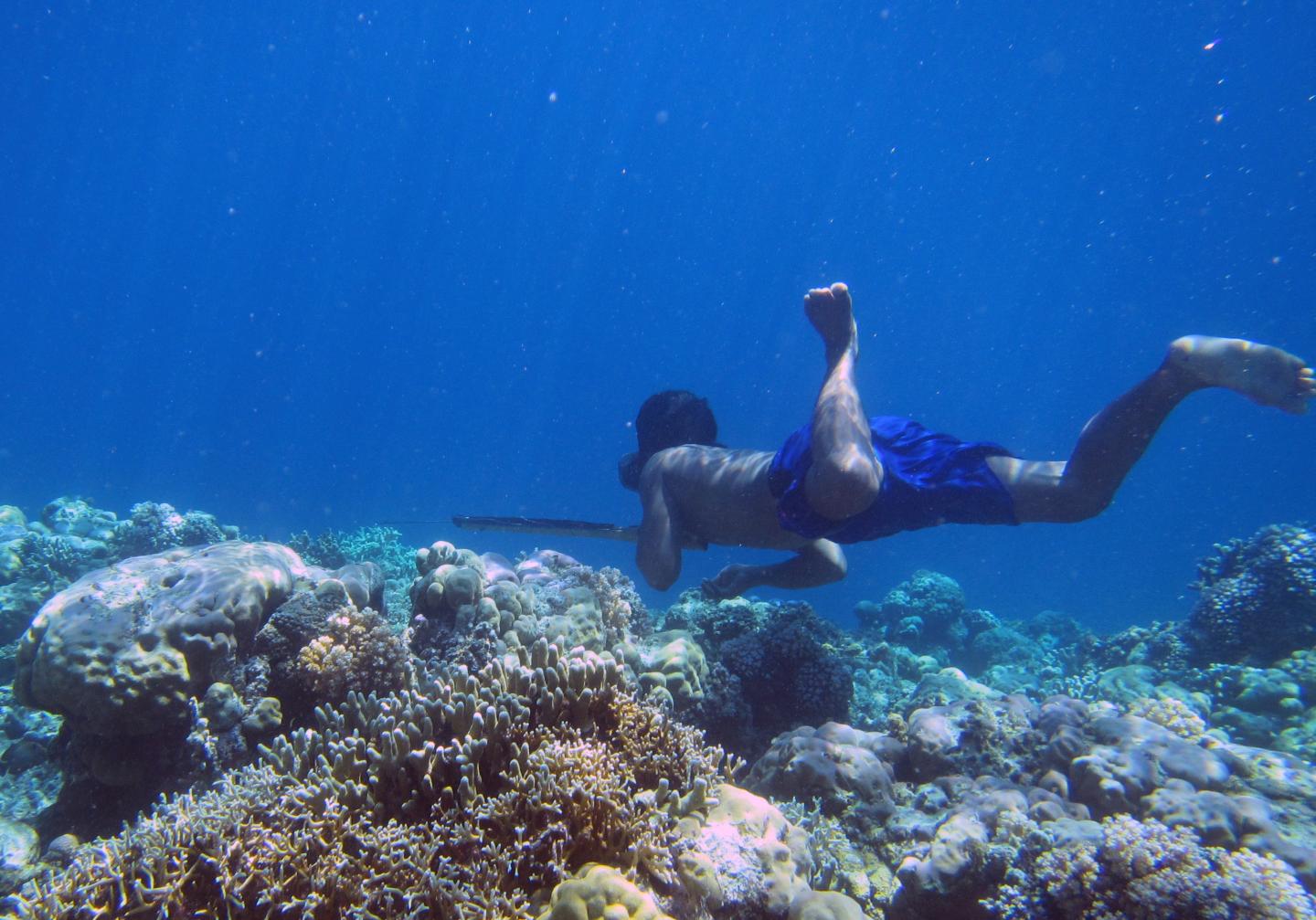 Bajau Diver