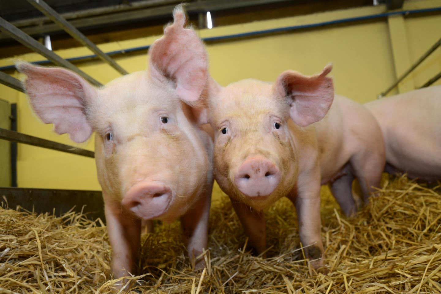 Geneedited pigs are resistant to billion dol EurekAlert!
