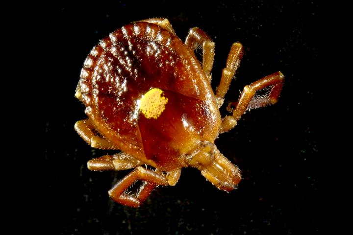 The Lone Star Tick