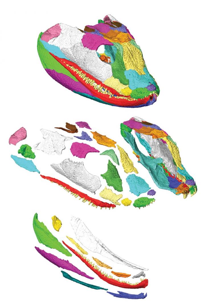 3-D Reconstruction of the Skull of <i>Acanthostega gunnari</i>