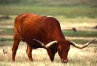 A Grazing Texas Longhorn