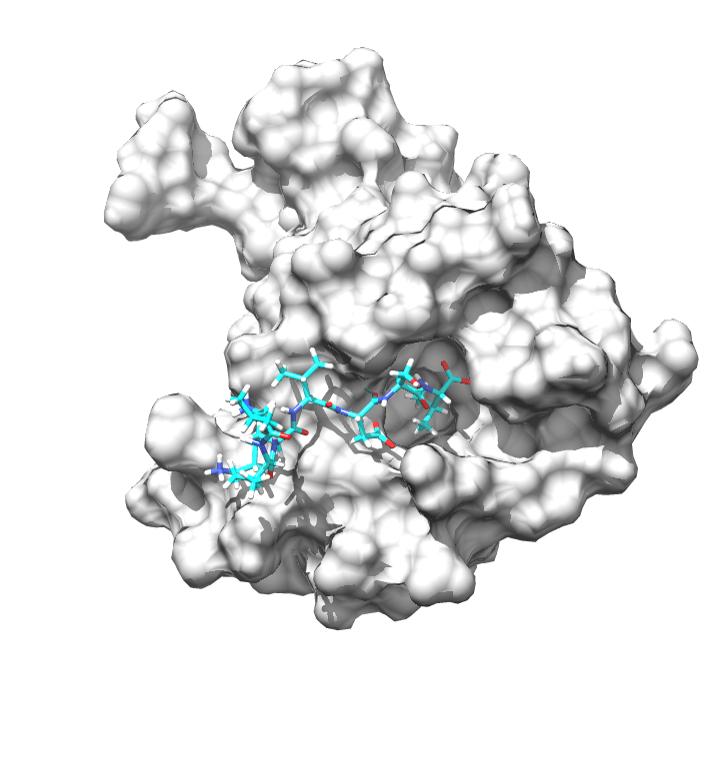 The Adaptor Protein NOS1AP in a Microscopic Image
