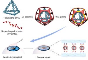 Supercharged nanoadhesive through  co-assembly of recombinant protein and  tetrahedral DNA for corneal  transplantation