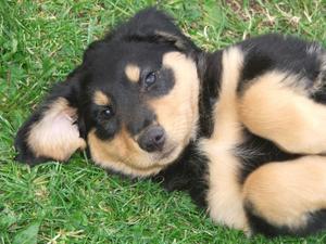 English Shepherd puppy