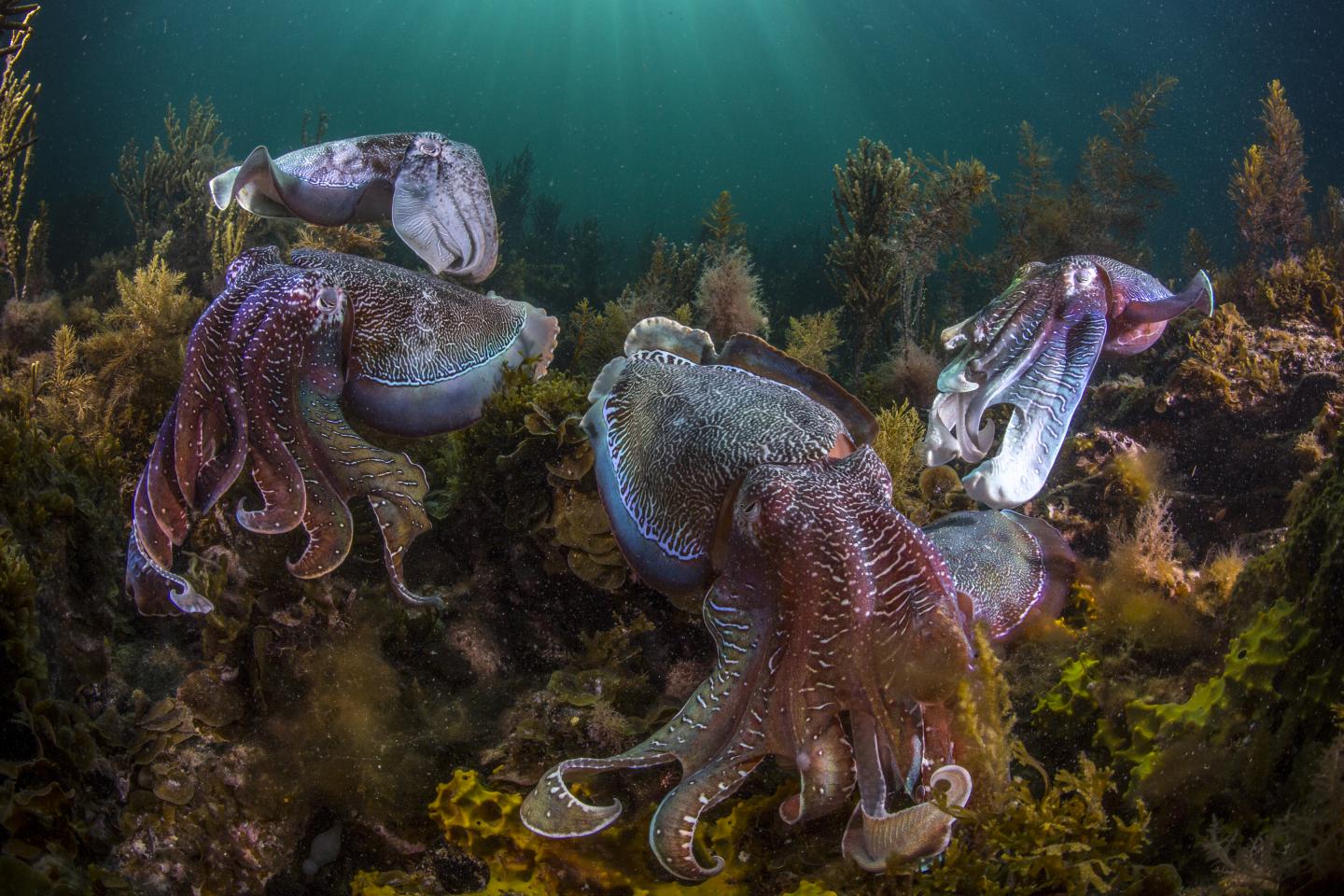 Giant Australian Cuttlefish (1 of 2)