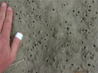 Nocturnal Isopods Hide in the Sand