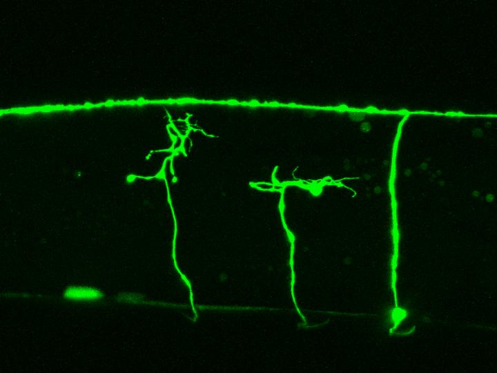 Regenerating Neurons in <i>C. elegans</i>