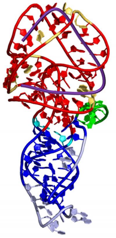 Human Gene's Protein Factory Has a Helpful Glitch