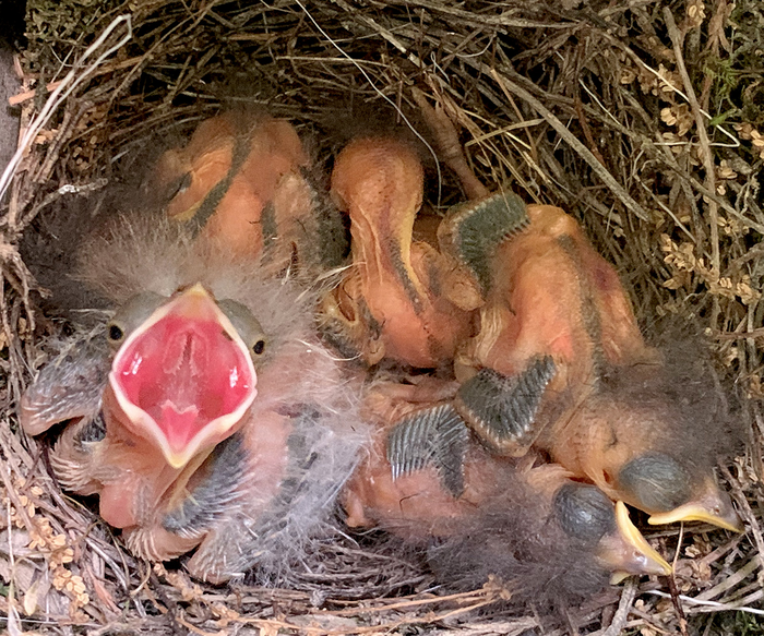 Nestlings