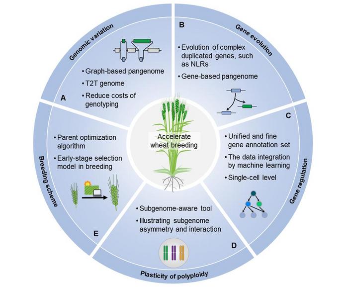 Innovative computational tools provide new insights into the polyploid wheat genome