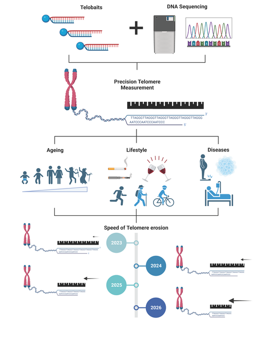 Telobait illustration
