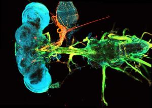 The central nervous system of a fruit fly