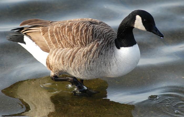 Canada goose