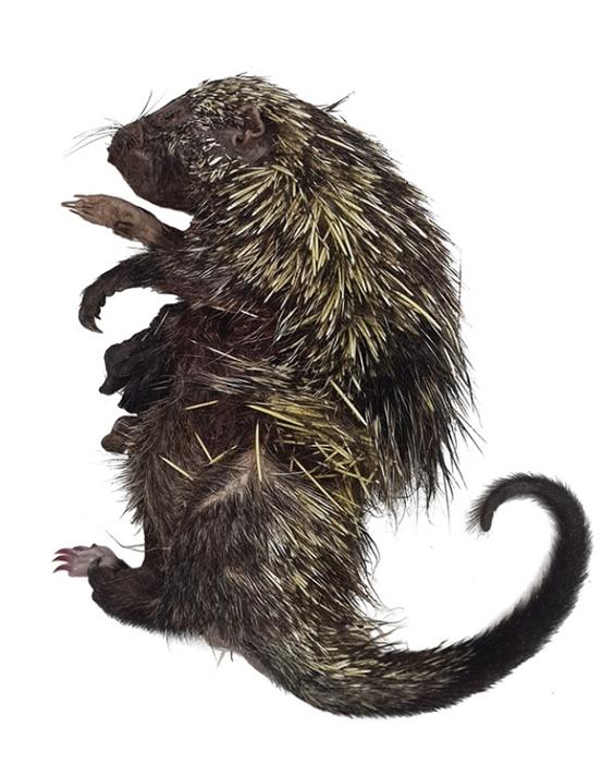 A preserved specimen of Roosmalens’ dwarf porcupine