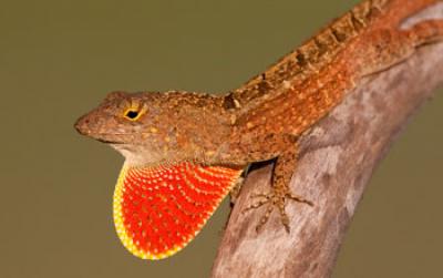 A Male Brown Anaole Lizard