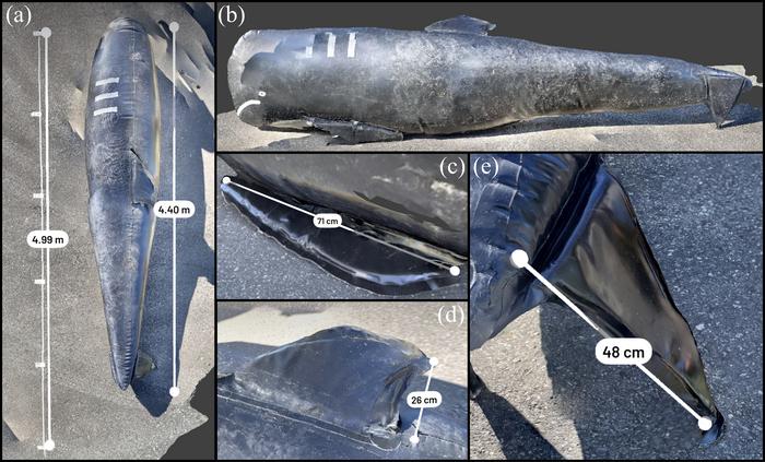 3D model of the inflatable pilot whale used for live stranding training