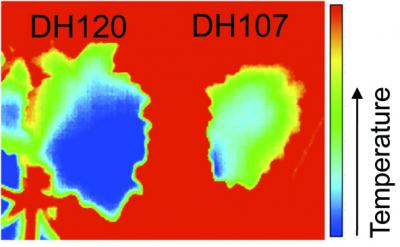 Understanding How Plants Conserve Water