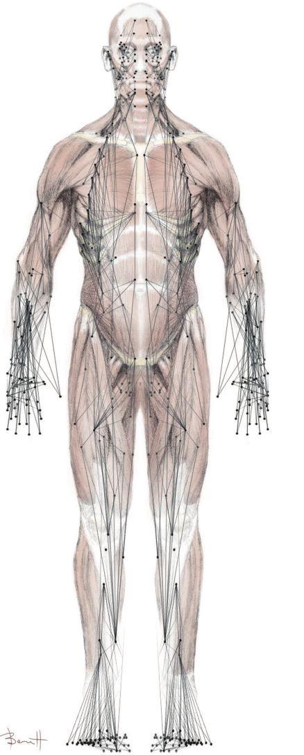 Network Model of the Musculoskeletal System Predicts Compensatory Injuries