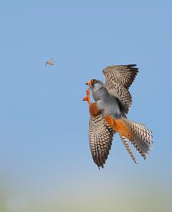 Young Amur Falcon Attempting to Catch Termite