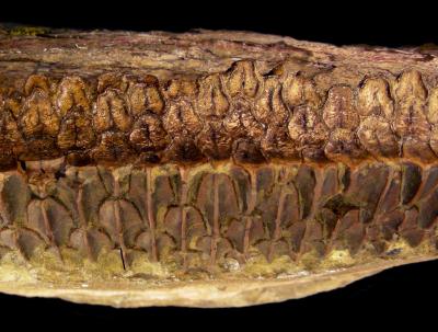 Some Dinos' Teeth Rivaled Mammals' for Plant-Chewing (1 of 5)