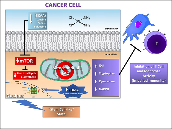 Treatment for gynecologic tumors