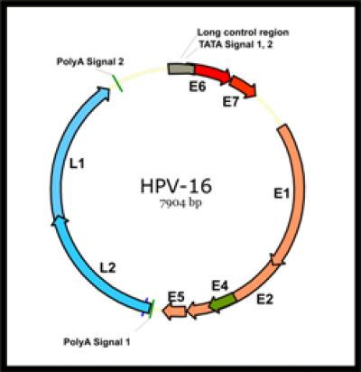 Genomic Structure of HPV