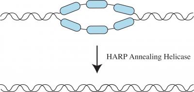 HARP Enzyme (2 of 2)