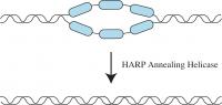 HARP Enzyme (2 of 2)