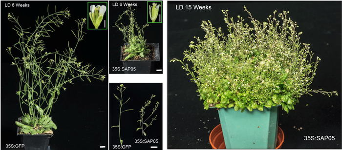 Witches' broom in Arabidopsis