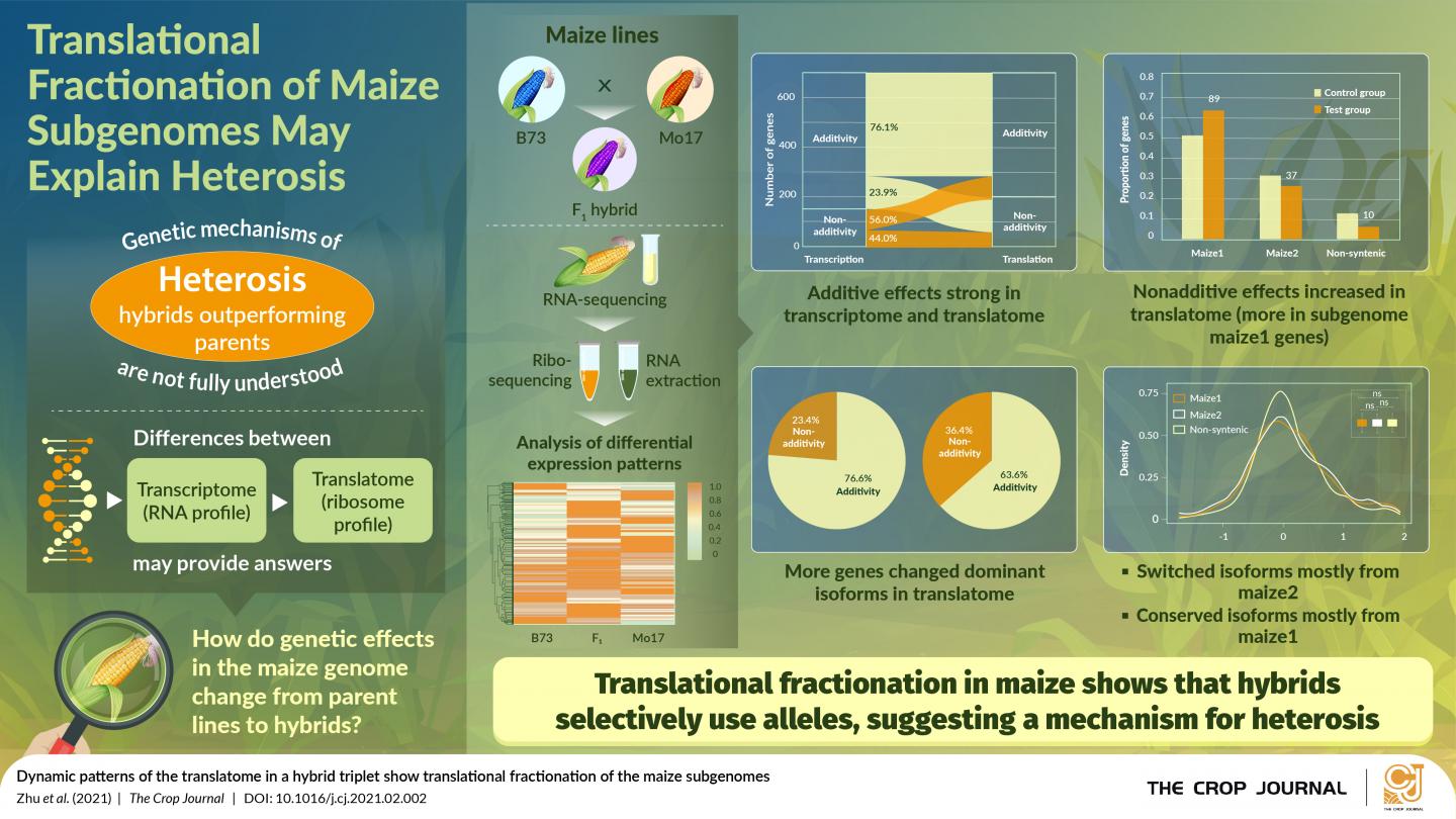 Hybrid Vigor in Maize