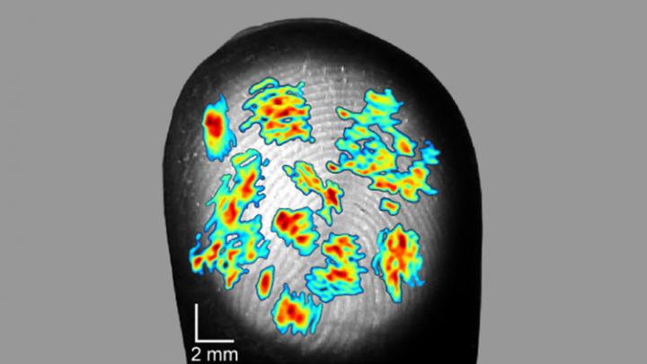 Fingerprints Enhance Our Sense of Touch