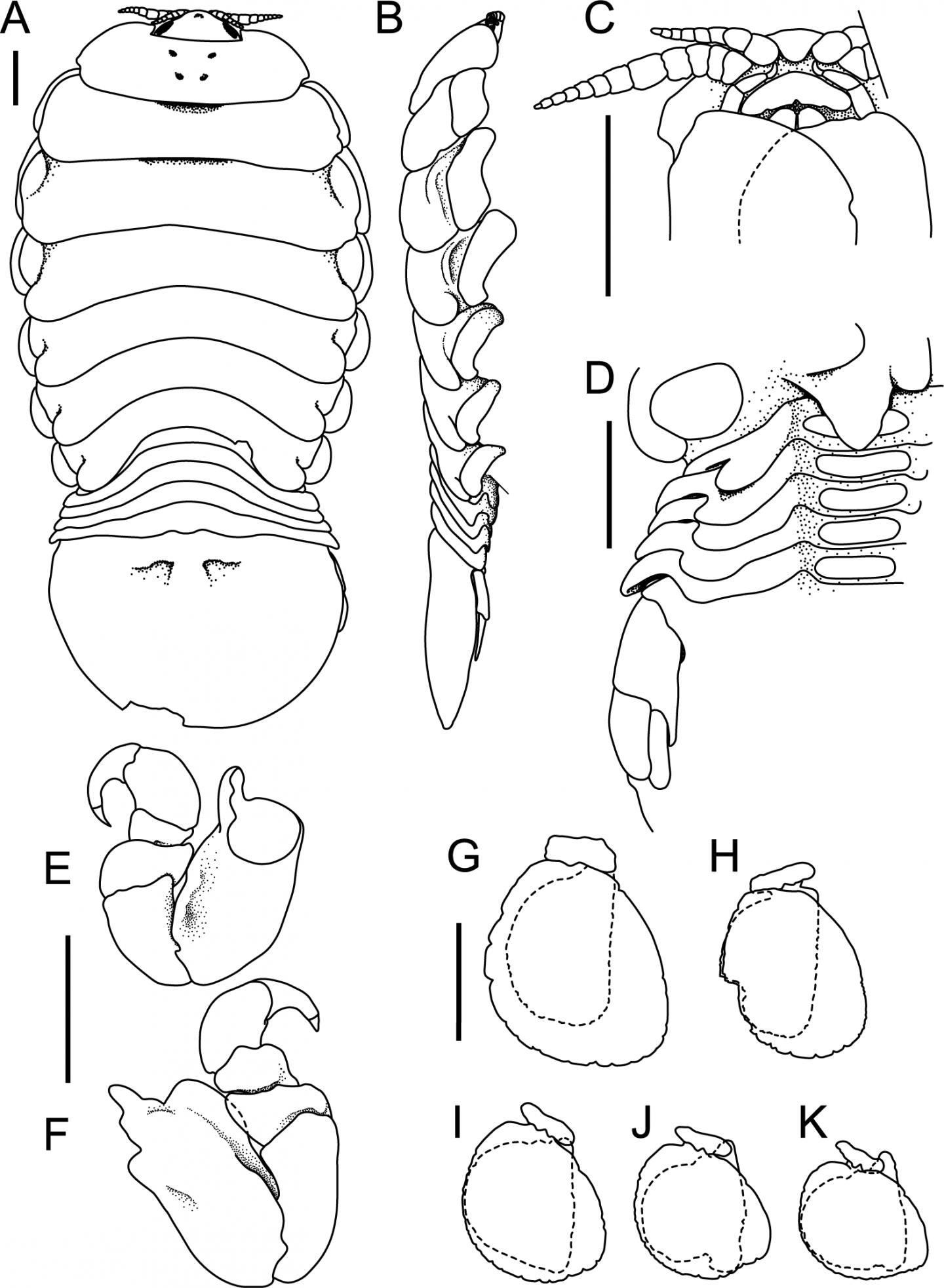 Scientific line diagram of Elthusa splendida