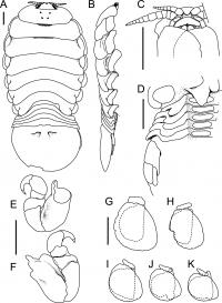 Scientific line diagram of Elthusa splendida