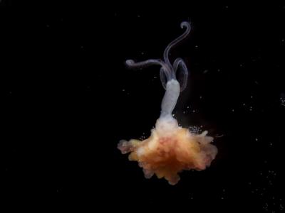 <i>Osedax japonicus</i>