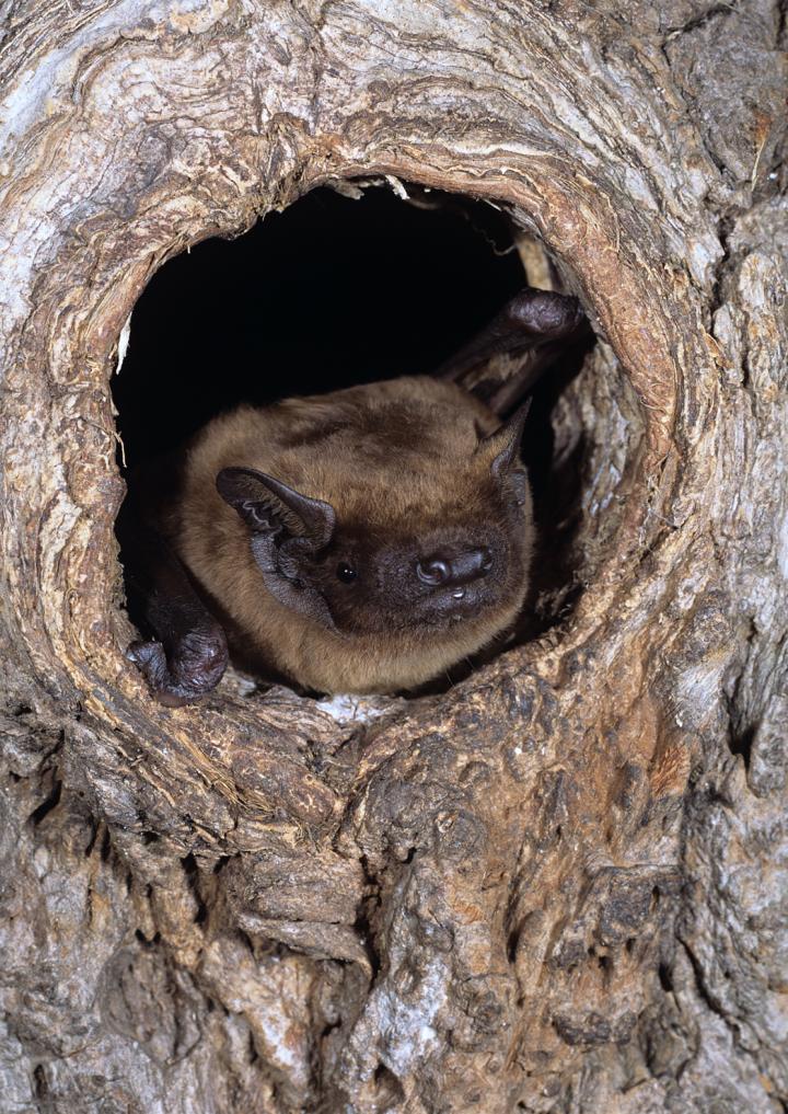 Common Noctule (<i>Nyctalus noctula</i>)