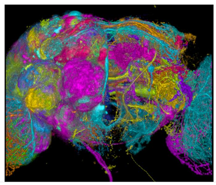 Neurons in the brain of Drosophila