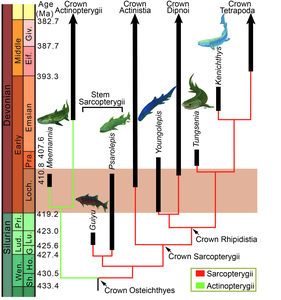 Phylogeny and geological time ranges of the sarcopterygian lineages leading to modern coelacanths, lungfish and tetrapods