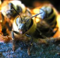 Honey Bee Headview