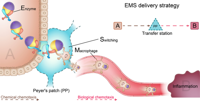 EMS delivery of TBY-robots for long-distance transport across multiple biological barriers