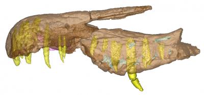 CT Scan of the Baryonyx Snout