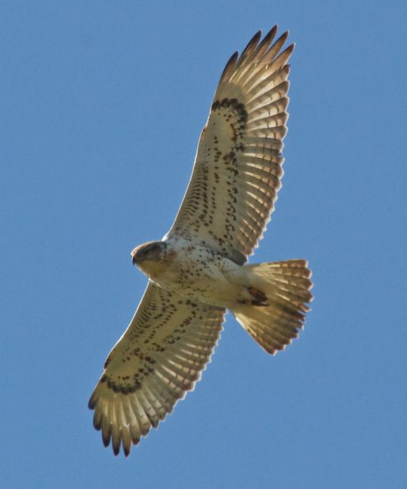 Juvenile Ferruginous Hawk