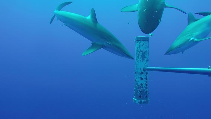 Silky sharks near a shallow seamount