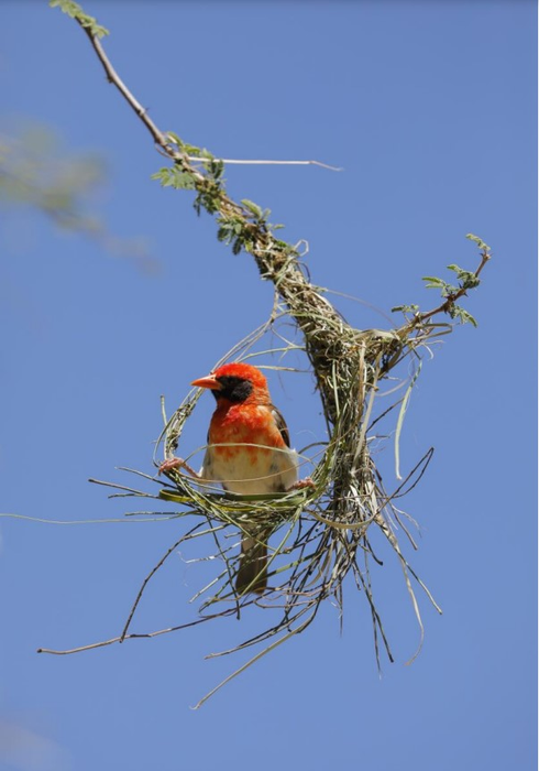 Red-headed weaver