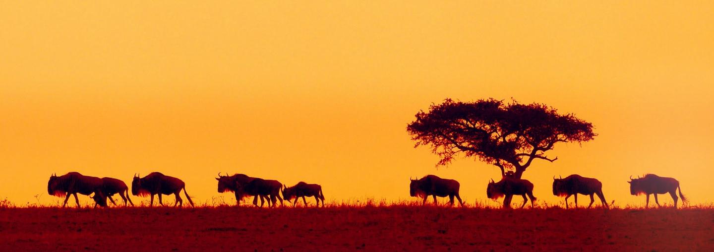 Wildebeest Walking in the Sunset