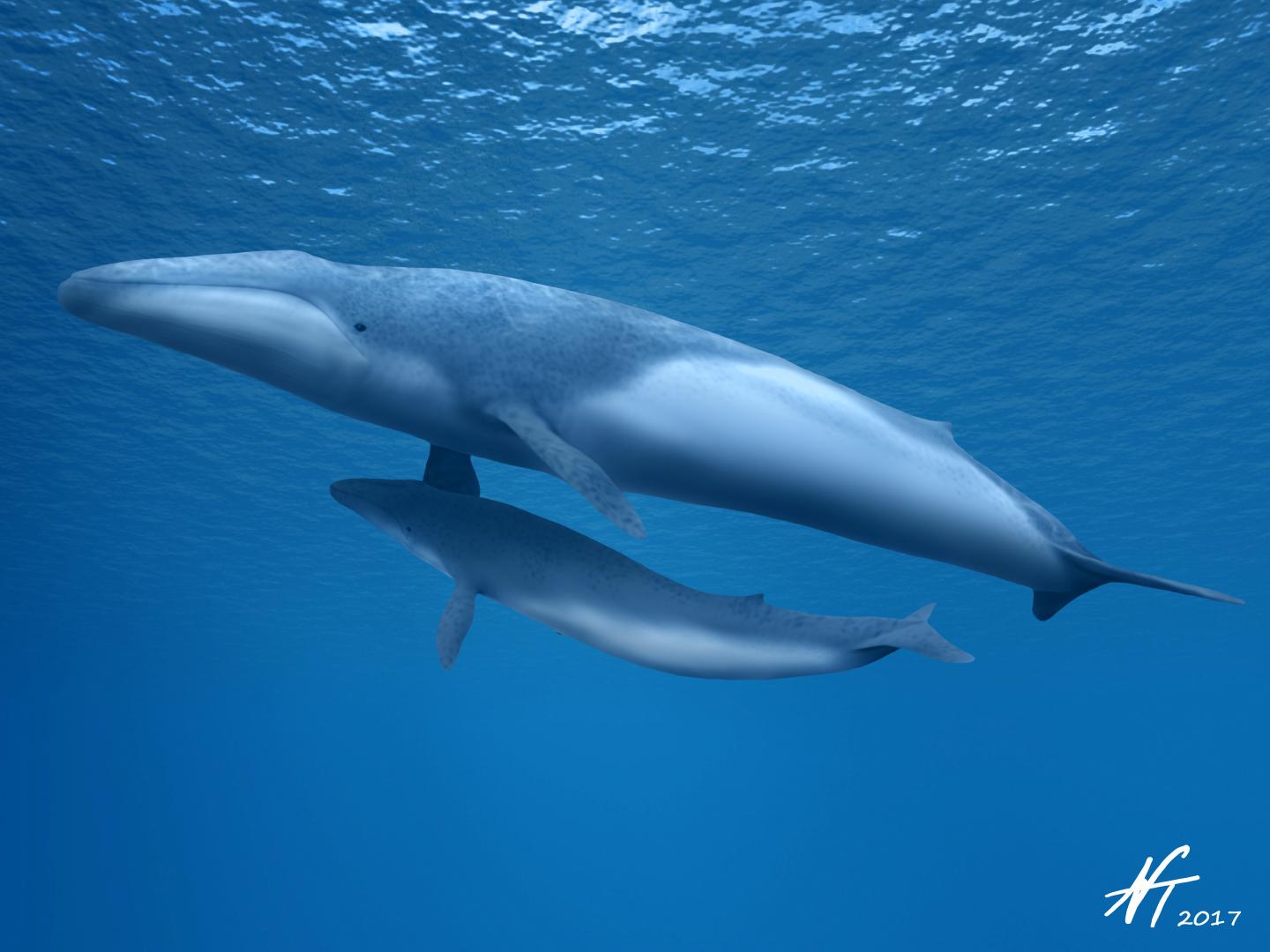 Baleen Whale Mother and Calf