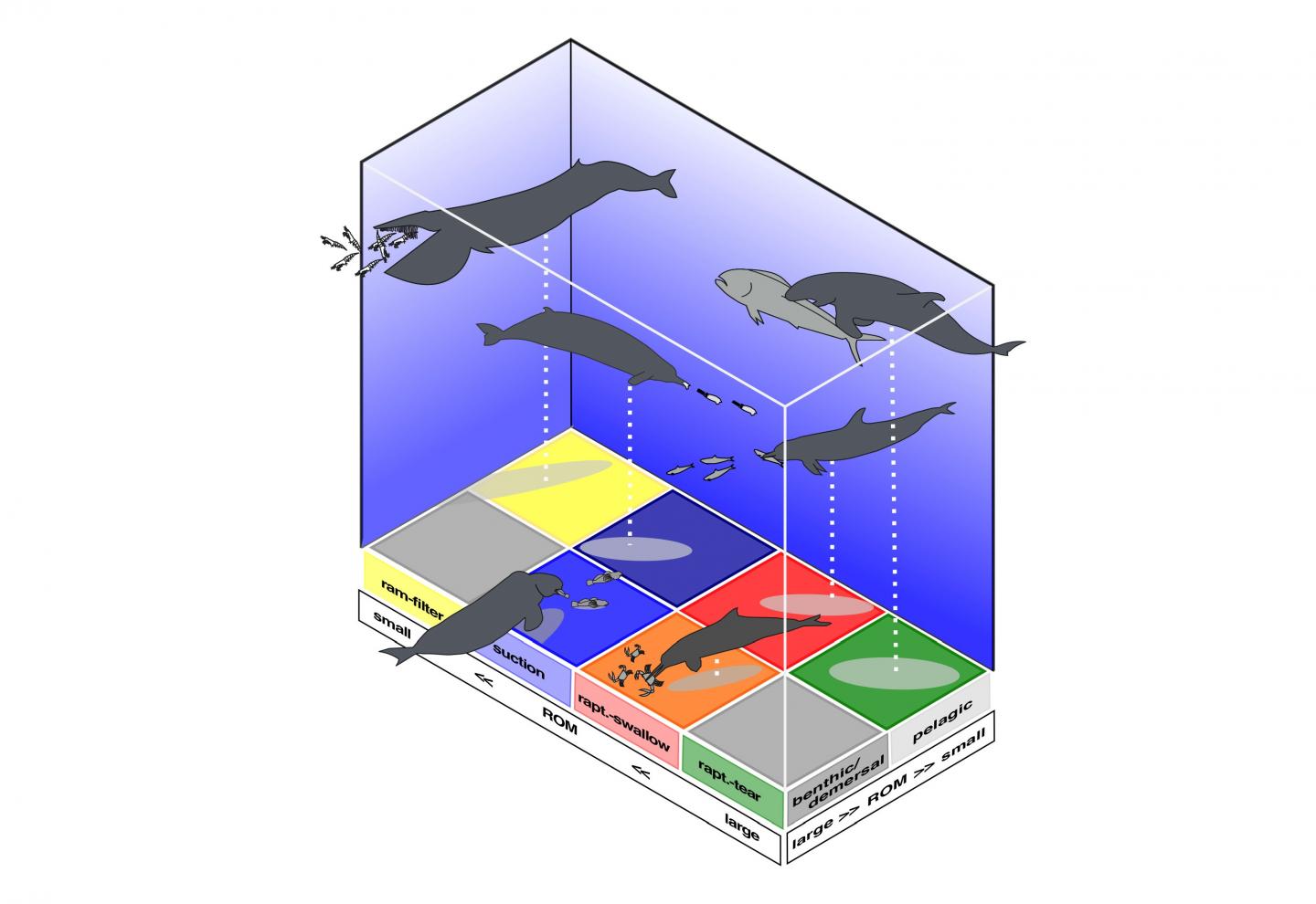 The Range of Atlanto-Occipital Joint Angle (2 of 2)
